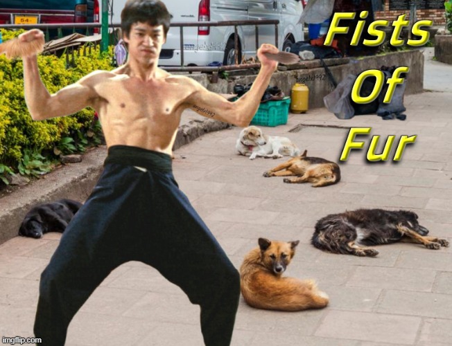 image tagged in bruce lee,dogs,martial arts,fist of fury,street fight,china | made w/ Imgflip meme maker