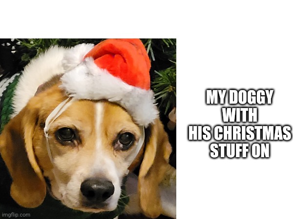 My dogo | MY DOGGY WITH HIS CHRISTMAS STUFF ON | image tagged in dogs,christmas | made w/ Imgflip meme maker