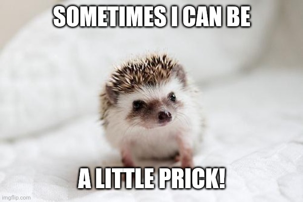 hedgehog  | SOMETIMES I CAN BE; A LITTLE PRICK! | image tagged in hedgehog | made w/ Imgflip meme maker