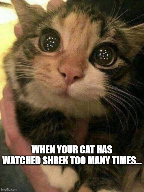 Shrek eyes | WHEN YOUR CAT HAS WATCHED SHREK TOO MANY TIMES... | image tagged in shrek eyes | made w/ Imgflip meme maker