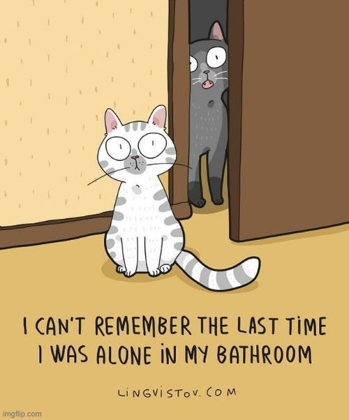 A Cat Lady's Way Of Thinking | image tagged in memes,comics,cats,never,leave me alone,bathroom | made w/ Imgflip meme maker