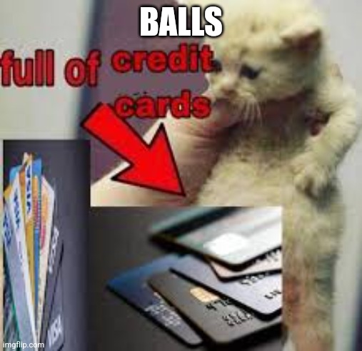 cat full of credit cards | BALLS | image tagged in cat full of credit cards | made w/ Imgflip meme maker