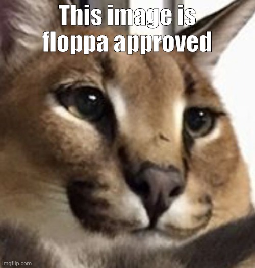 Floppa | This image is floppa approved | image tagged in floppa | made w/ Imgflip meme maker