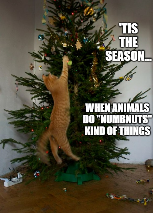 Cat attacks Christmas tree | 'TIS THE SEASON... WHEN ANIMALS DO "NUMBNUTS" KIND OF THINGS | image tagged in cats,christmas cat | made w/ Imgflip meme maker