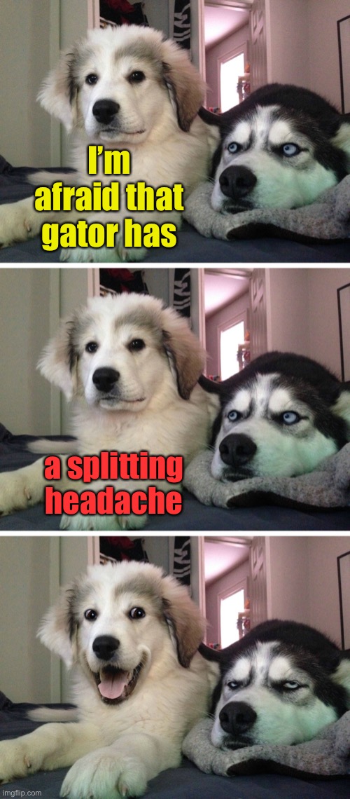 Bad pun dogs | I’m afraid that gator has a splitting headache | image tagged in bad pun dogs | made w/ Imgflip meme maker