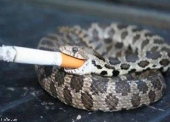 Smoking Snake | image tagged in smoking snake | made w/ Imgflip meme maker