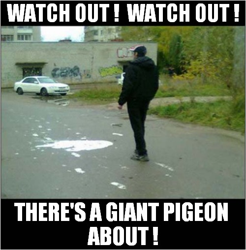 Keep Watching The Skies ! | WATCH OUT !  WATCH OUT ! THERE'S A GIANT PIGEON
 ABOUT ! | image tagged in fun,watch out,giant,pigeons | made w/ Imgflip meme maker