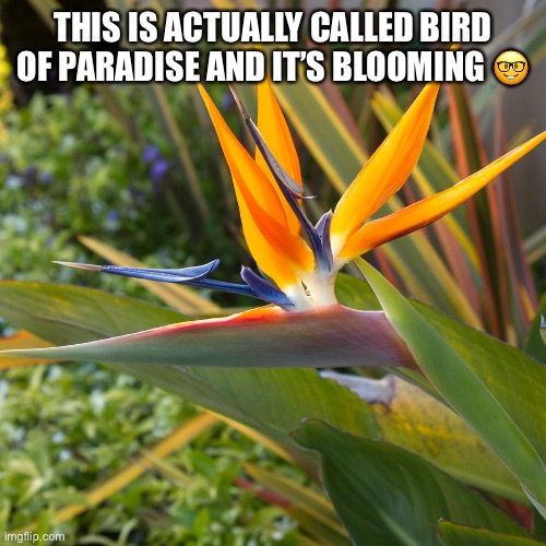 THIS IS ACTUALLY CALLED BIRD OF PARADISE AND IT’S BLOOMING ? | made w/ Imgflip meme maker