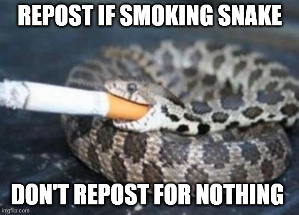 Smoking Snake | REPOST IF SMOKING SNAKE; DON'T REPOST FOR NOTHING | image tagged in smoking snake | made w/ Imgflip meme maker