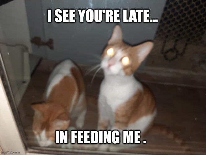 Hungwy catto | I SEE YOU'RE LATE... IN FEEDING ME . | image tagged in hungry cats | made w/ Imgflip meme maker