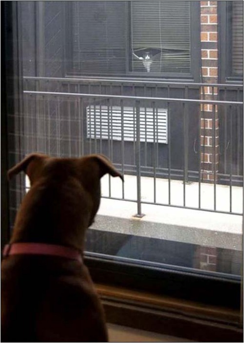 Soon Cat ... Soon ! | image tagged in dogs,soon | made w/ Imgflip meme maker