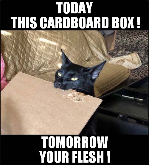 A Cat Can Dream ! | TODAY
 THIS CARDBOARD BOX ! TOMORROW
YOUR FLESH ! | image tagged in cats,dreams,boxes,flesh | made w/ Imgflip meme maker