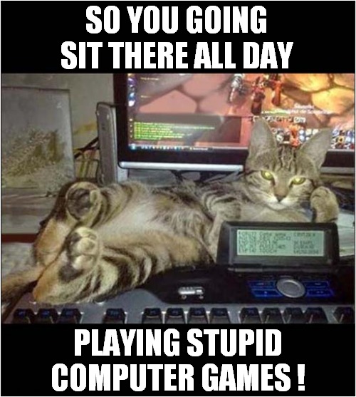 This Cat Is Judging You ! | SO YOU GOING SIT THERE ALL DAY; PLAYING STUPID COMPUTER GAMES ! | image tagged in cats,judging you,computer games | made w/ Imgflip meme maker