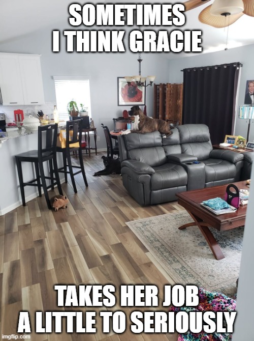 Gracie the Watch Dog | SOMETIMES I THINK GRACIE; TAKES HER JOB A LITTLE TO SERIOUSLY | image tagged in gracie the watch dog | made w/ Imgflip meme maker