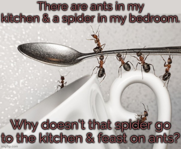 It's only a few feet away. | There are ants in my kitchen & a spider in my bedroom. Why doesn't that spider go to the kitchen & feast on ants? | image tagged in insects,animals,riddle me this | made w/ Imgflip meme maker