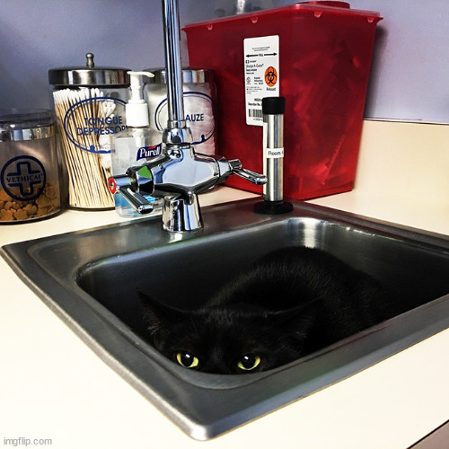 goober in sink | image tagged in black cat in sink | made w/ Imgflip meme maker