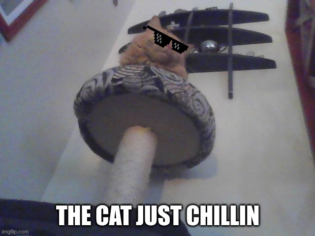 This my cat | THE CAT JUST CHILLIN | image tagged in cat | made w/ Imgflip meme maker