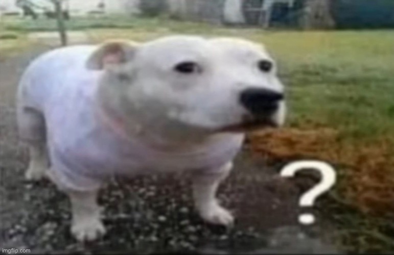 Confused dog | image tagged in confused dog | made w/ Imgflip meme maker