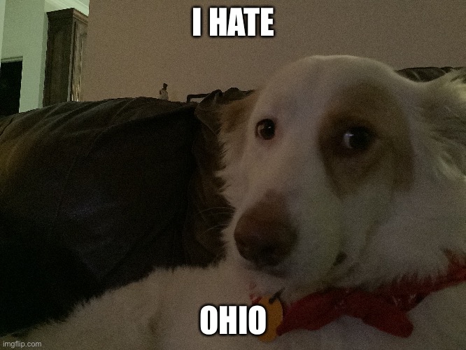 Sad/mad dog | I HATE; OHIO | image tagged in meme | made w/ Imgflip meme maker