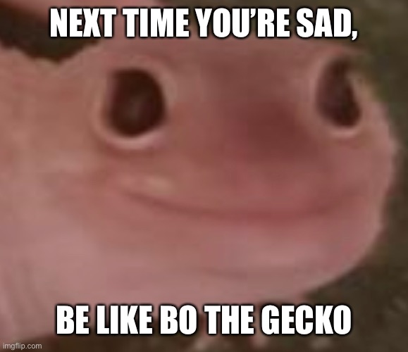 NEXT TIME YOU’RE SAD, BE LIKE BO THE GECKO | image tagged in bo the gecko,lizard,wholesome | made w/ Imgflip meme maker