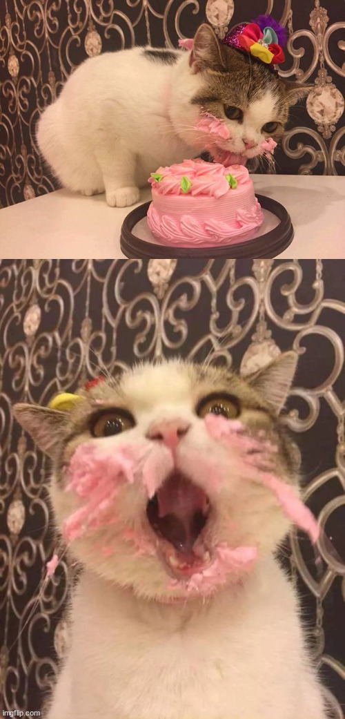 image tagged in cat cake,moar cat cake | made w/ Imgflip meme maker