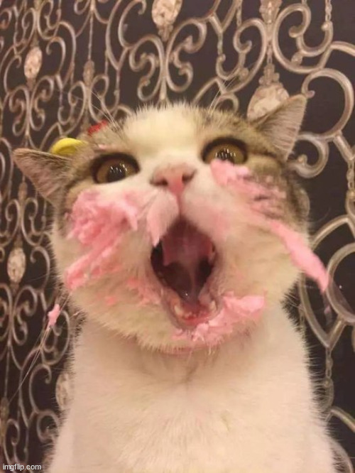 Moar cat cake | image tagged in moar cat cake | made w/ Imgflip meme maker