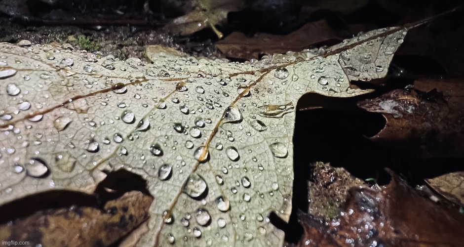 Leaf with rain at night | image tagged in leaf | made w/ Imgflip meme maker