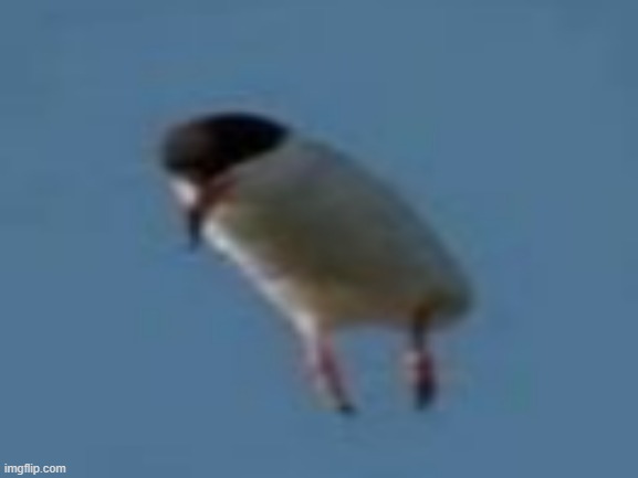 birb | image tagged in birb | made w/ Imgflip meme maker