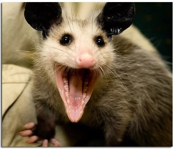 Possum Blank Meme Template