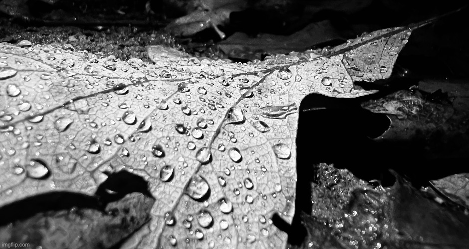 Same leaf but black and white | image tagged in black and white,leaf | made w/ Imgflip meme maker