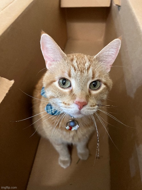 kitty-christmas-tree-box-imgflip