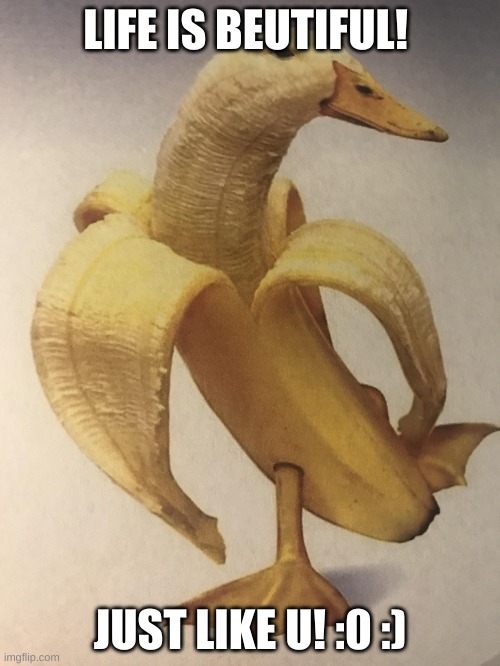 banana duck | LIFE IS BEUTIFUL! JUST LIKE U! :0 :) | image tagged in banana duck | made w/ Imgflip meme maker