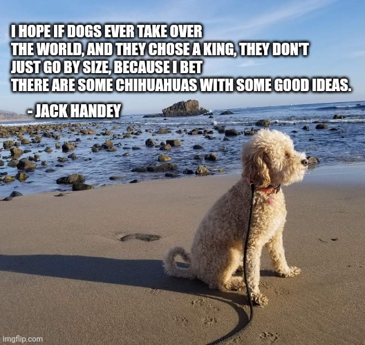 Deep Thoughts for Dogs |  I HOPE IF DOGS EVER TAKE OVER THE WORLD, AND THEY CHOSE A KING, THEY DON'T
JUST GO BY SIZE, BECAUSE I BET THERE ARE SOME CHIHUAHUAS WITH SOME GOOD IDEAS. - JACK HANDEY | image tagged in deep thoughts,jack handey,dogs,memes,funny,funny quotes | made w/ Imgflip meme maker