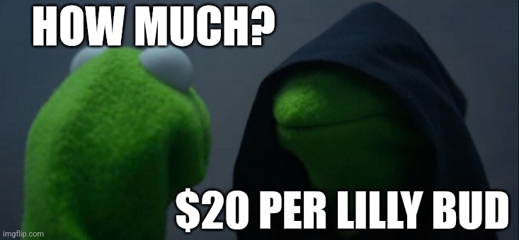 Evil Kermit | HOW MUCH? $20 PER LILLY BUD | image tagged in memes,evil kermit | made w/ Imgflip meme maker