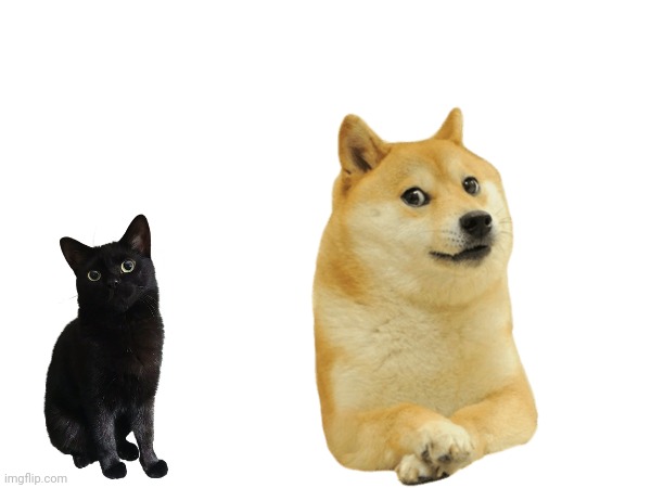 Cat and Doge | made w/ Imgflip meme maker