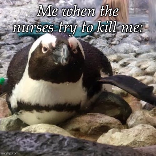 They failed | Me when the nurses try to kill me: | image tagged in angry penguin,hospital,icu,kill,psychosis | made w/ Imgflip meme maker
