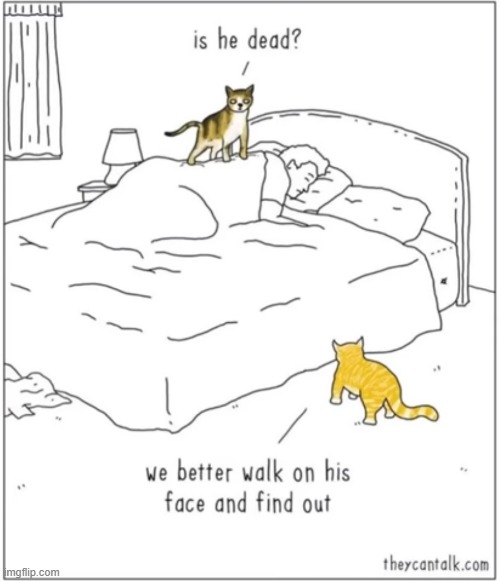how cats make sure we are still alive | image tagged in cats | made w/ Imgflip meme maker