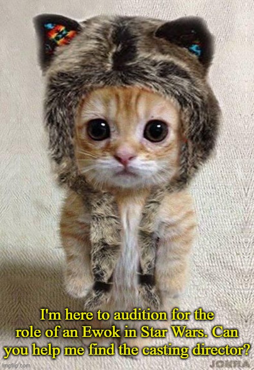 Feline Thespian | I'm here to audition for the role of an Ewok in Star Wars. Can you help me find the casting director? | image tagged in cats,memes | made w/ Imgflip meme maker