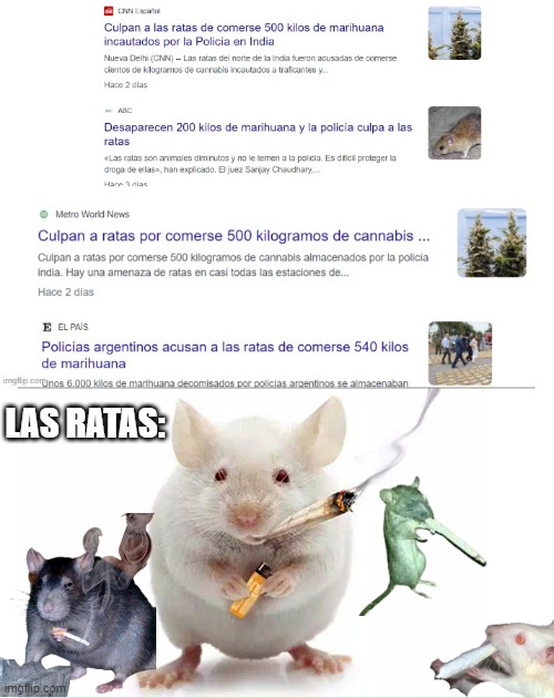 weed rats | LAS RATAS: | image tagged in weed,rat,rats,police,spanish,news | made w/ Imgflip meme maker