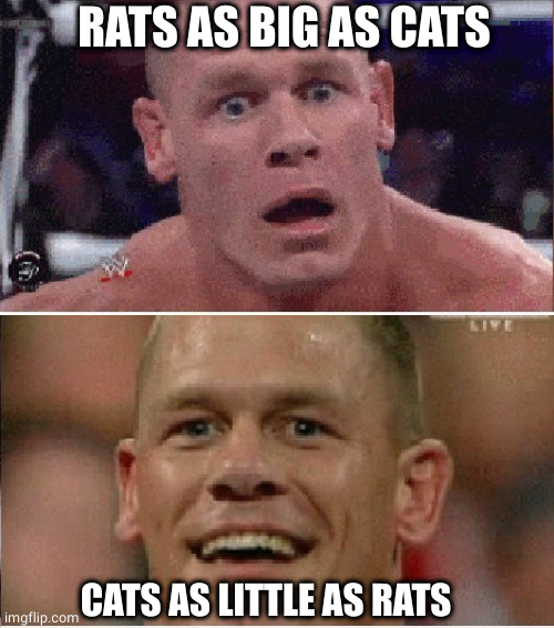 Cute cats | RATS AS BIG AS CATS; CATS AS LITTLE AS RATS | image tagged in john cena sad/happy,rats,cute cat | made w/ Imgflip meme maker