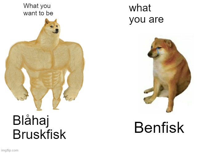 Bruskfisk | What you want to be; what you are; Blåhaj Bruskfisk; Benfisk | image tagged in memes,buff doge vs cheems | made w/ Imgflip meme maker