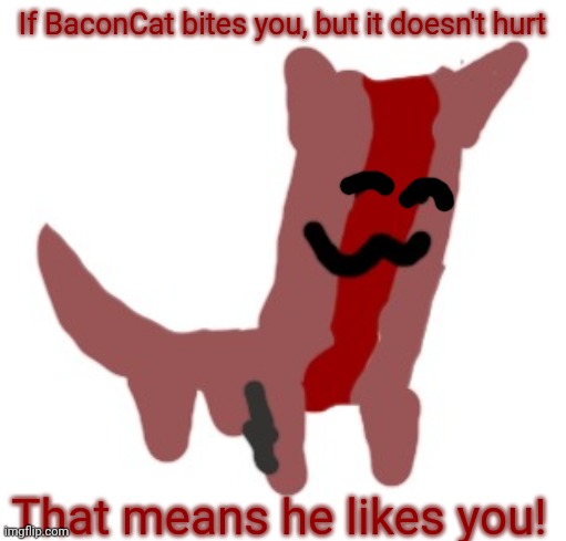 It's her way to show affection | If BaconCat bites you, but it doesn't hurt; That means he likes you! | made w/ Imgflip meme maker