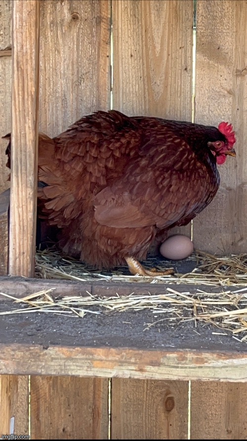 Rhode Island Red laying an egg :) | made w/ Imgflip meme maker