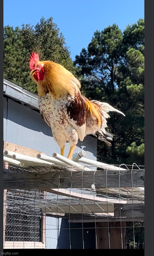 This is my Rooster, and this picture was taken in the middle of him crowing | made w/ Imgflip meme maker