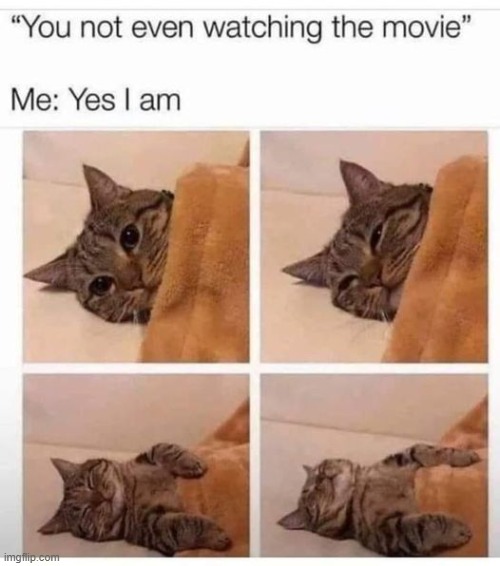 Zzz | image tagged in cats | made w/ Imgflip meme maker