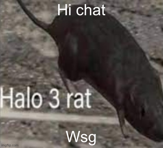halo 3 rat | Hi chat; Wsg | image tagged in halo 3 rat | made w/ Imgflip meme maker