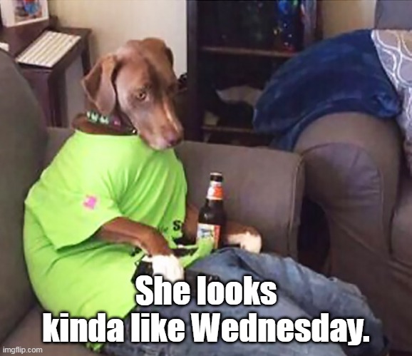 Dog Drinking Beer | She looks kinda like Wednesday. | image tagged in dog drinking beer | made w/ Imgflip meme maker