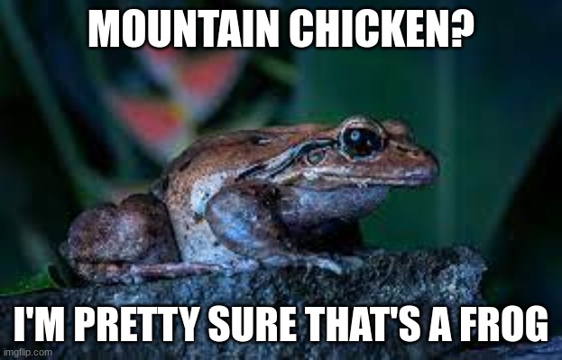 MOUNTAIN CHICKEN? I'M PRETTY SURE THAT'S A FROG | made w/ Imgflip meme maker