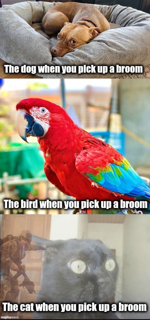 The dog when you pick up a broom; The bird when you pick up a broom; The cat when you pick up a broom | image tagged in black cat ptsd,broom,dog,bird,cat | made w/ Imgflip meme maker