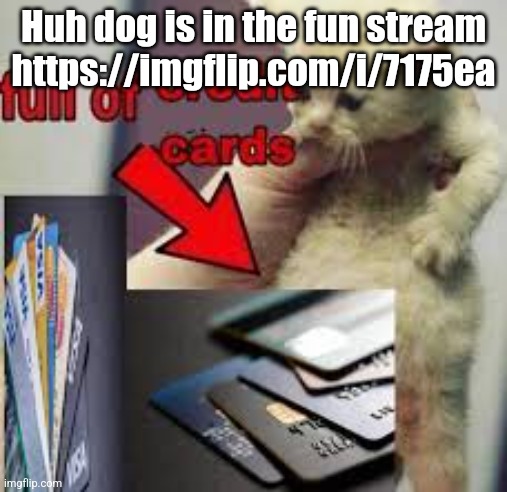 cat full of credit cards | Huh dog is in the fun stream https://imgflip.com/i/7175ea | image tagged in cat full of credit cards | made w/ Imgflip meme maker